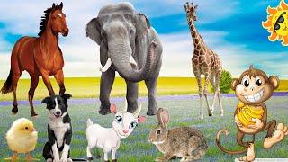 Lovely animals the activities of familiar animals dogs cats chickens ducks pigs horses cows