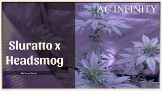 AC INFINITY 2x2 Week 1 of Flower Sluratto x Headsmog #homegrownhemp #grow