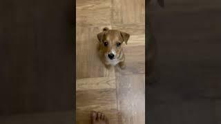 Puppy argues with mom over dinner  Puppy rebellion  Puppy protest  Furry Showdown #shorts