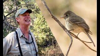 OutBirding - The First Pine Flycatcher for the USA Full episode