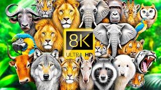 AMAZING ANIMAL COLLECTION 8K 60FPS ULTRA HD