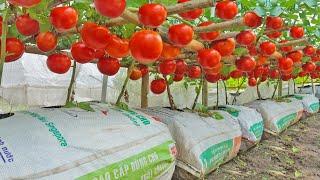 I was stupid for not knowing about these tomato growing methods sooner. Fruit large & very sweet