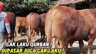 SAPI JUMBO GAGAL LAKU QURBANDIBAWA KEPASAR JUGA SEPI PEMBELI