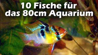 10 Fische für das 80cm Aquarium 136