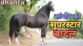 लोगो ने खूब कोशिश करली इस घोड़े को निकालने की पर मेरी जान है बादल  Stallion Badal Dhanta
