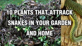 10 Plants That Attract Snakes In Your Garden and Home #plants #gardening #gardeningideas #snakes