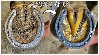 HORSE HOOF RESTORATION 