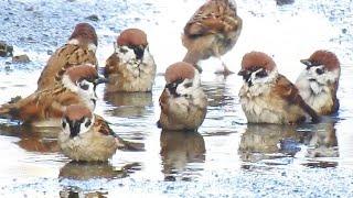 めっちゃ可愛い　スズメの水浴び