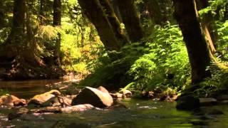 3 hour relaxing peaceful instrumental music by Tim Janis