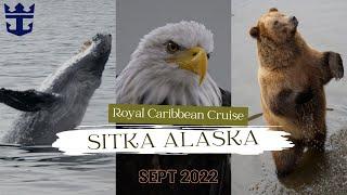 Whales Bears & Eagles in Sitka Alaska  Royal Caribbean Excursion