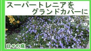 【ガーデニング】【スーパートレニアカタリーナをグランドカバーに】びっくりする成長で小さなポット苗２個で花いっぱいスーパートレニアカタリーナを増やす園芸＃ガーデニング　　＃グランドカバー