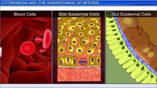 CBSE Class 11 Biology  Cell Cycle and Cell Division  Full Chapter  By Shiksha House