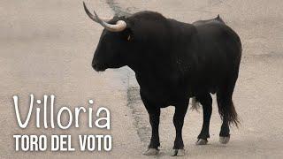 Villoria 2024 Toro del Voto