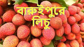 Baruipur Lichu Bagan  Baruipur Lichu Wholesell Market  Fruit Market Baruipur