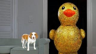 Puppy Surprised with Giant Golden Rubber Duck Cute Puppy Dog Indie Gets Epic Rubber Ducky Surprise