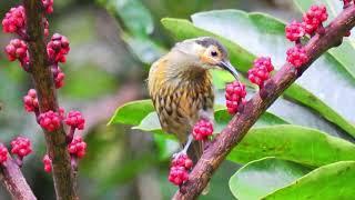 MACLEAYs HONEYEATER - Xanthotis macleayana