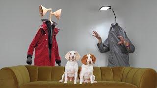 Dogs vs Siren Head vs Light Head Prank Funny Dogs Maymo & Potpie See Siren Head In Real Life