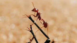 The Tiny World Of Insects  BBC Earth