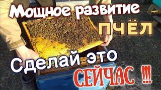 ЭТО НУЖНО сделать СЕЙЧАС чтоб было БЫСТРОЕ РАЗВИТИЕ СЕМЕЙ белковая подкормка