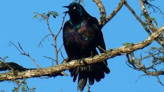 Common grackle call sounds & puffing up  Bird