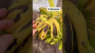 Pollinated vs unpollinated bananas #vlogthirtysomething