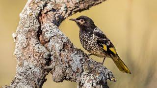 An endangered bird is forgetting its song as the species dies out  Video Abstract