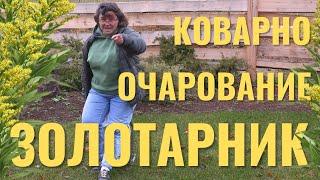 Золотарник - коварно очарование.