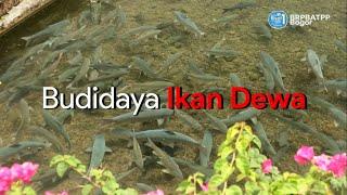 Budidaya Ikan Dewa - Tor soro - Mahseer