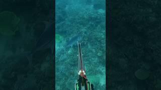 MONSTER CATCH #spearfishing #spearfishingphilipines #fishing