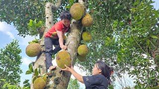 Lets go together to harvest Jackfruit and build a trellis for Bean trees