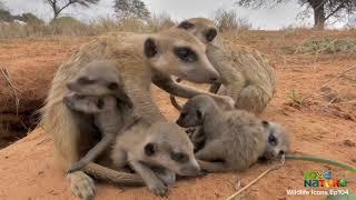 Do Meerkats like humans?...