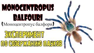 Monocentropus balfouri  пересадка содержание  эксперимент