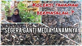 KOLEKSI TANAMAN ANDA BERMASALAH? CEK DAN SEGERA GANTI MEDIA TANAMNYA