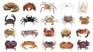  Different Types Of Crab  Species Of Crab  PART 1