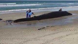 How did a 52-foot fin whale end up dead on a California beach?