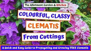 Clematis Cuttings Made Simple - A Step by Step Beginners Guide to Free Beautiful Blooms #116