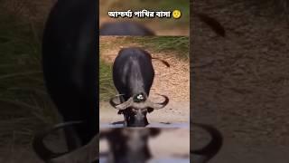  পাখির এই বাসা আপনি জীবনেও দেখেননি 