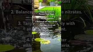 5 Steps to Control & Prevent Algae in Ponds