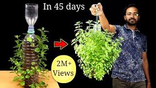 Recycle Plastic Bottle into Hanging Pots to Easily grow Pudina  Mint  Vertical Gardening