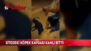 Sitedeki köpek kavgası kanlı bitti