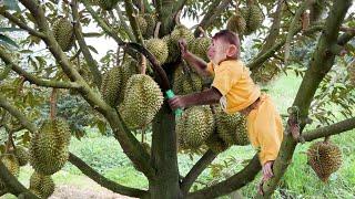 Cutis Farmer Drove Harvest Durian At The Farm Sell Rescue Baby Rabbits