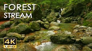 4K Forest Stream - Relaxing River Sounds - No Birds - Ultra HD Nature Video -  Relax Sleep Study