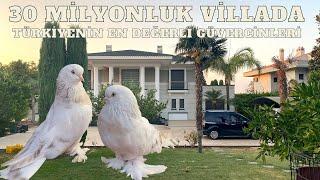 Beverly Hills Villasında  200.000 Tl  Değerinde Şebap Güvercinleri