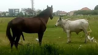 Horse and cow mating never seen anything like that