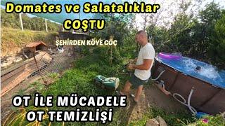 DOMATES VE SALATALIKLARIMIZ COŞTU BAHÇE OT TEMİZLİĞİ  YAVRU KUŞLAR YUVADAN UÇUYOR ?