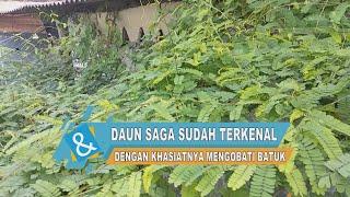 Daun Saga Sudah Terkenal dengan Khasiatnya Mengobati Batuk C&R TV