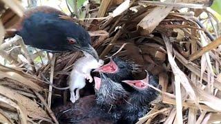 #EP25.coucal bird The mother bird brought mouse food for her young to eat   Review Bird Nest 