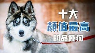 【寵物排行榜】十大最美麗的品種狗，你的孩子有在裡面嗎？