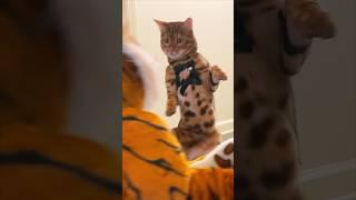 Fake Tiger Prank on Bengal Cat #catpranks