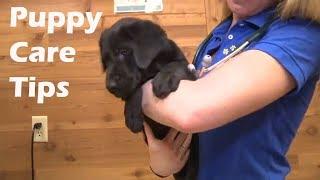 Care tips for your Labrador Retriever Puppy